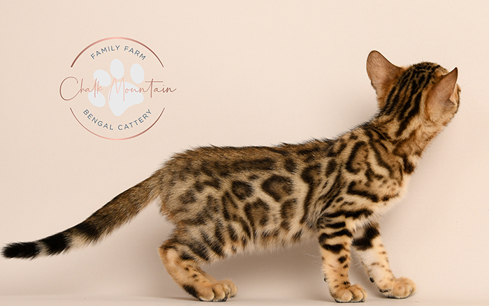 Bengal kitten for sale